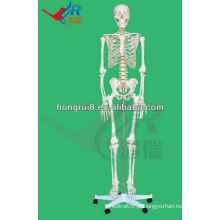 Modelo de esqueleto humano 180cm ossos de esqueleto humano